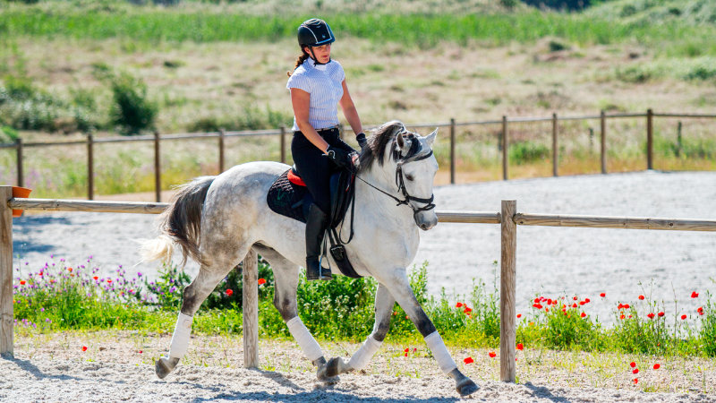 Portugal, Golega - Dressyr eller hoppning