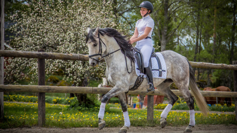 Sverige, Vsters - Dressyr och Working Equitation p lusitanos