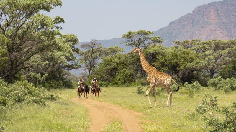 Sydafrika, Entabeni - Big Five Safari