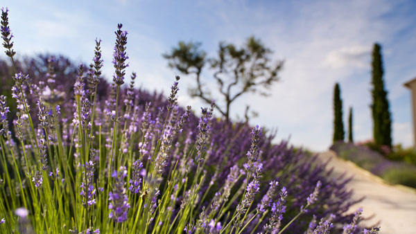 Frankrike, Provence - Luberon & lavendel