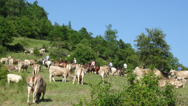 Spanien, Katalonien - Cattle drive